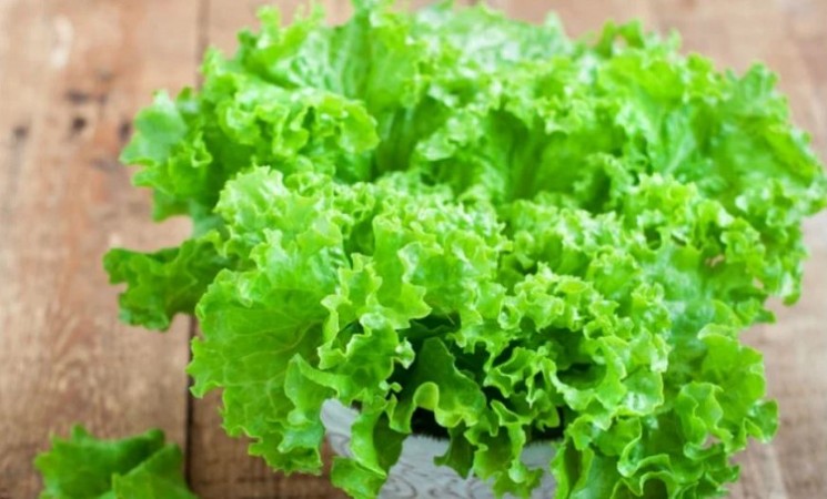 Know The 10 Health Benefits Of Eating Lettuce NewsTrack English 1