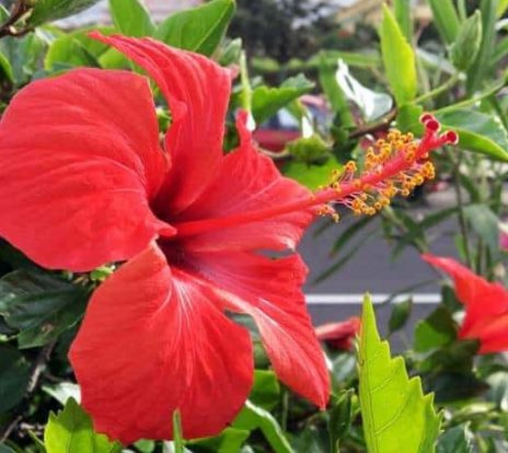 Hibiscus Is More Beneficial Than Rose Know Its Benefits Newstrack English 1