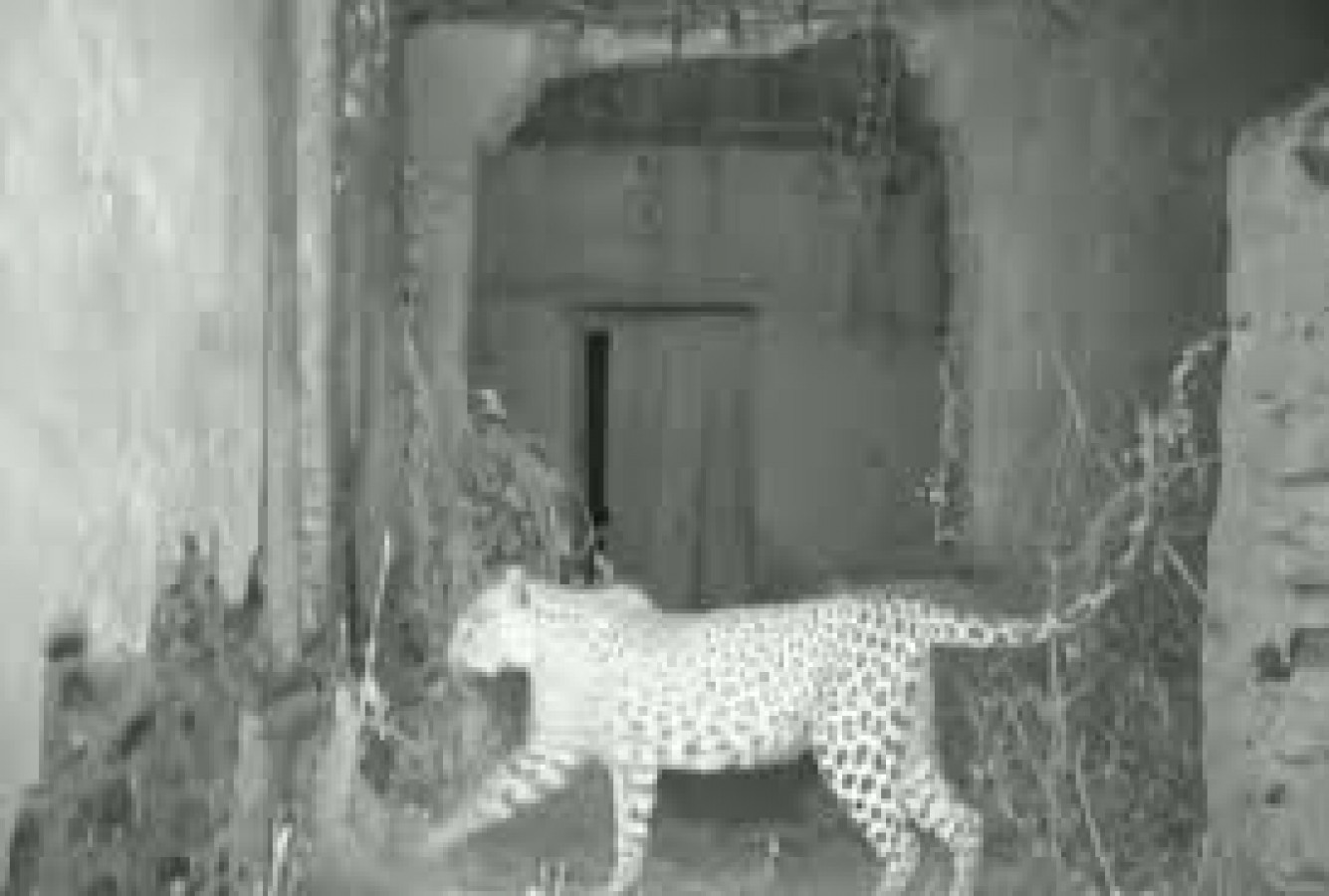 Video: Female leopard makes her home in Rajasthan empty house | NewsTrack  English 1