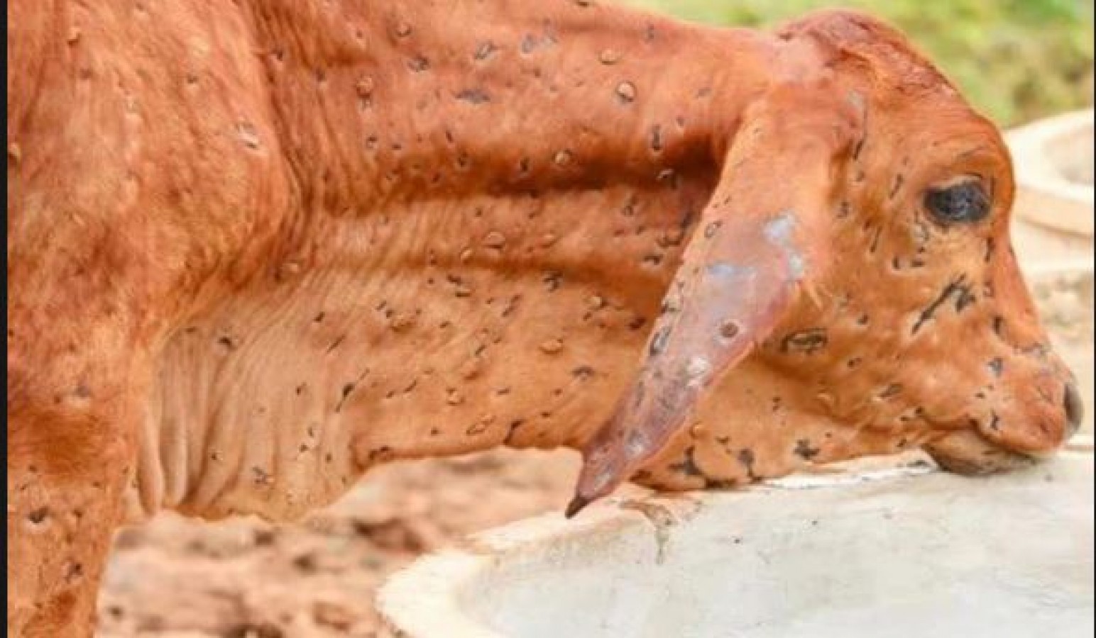 Now, more than 400 cattle died of lumpy skin disease in Punjab | NewsTrack  English 1
