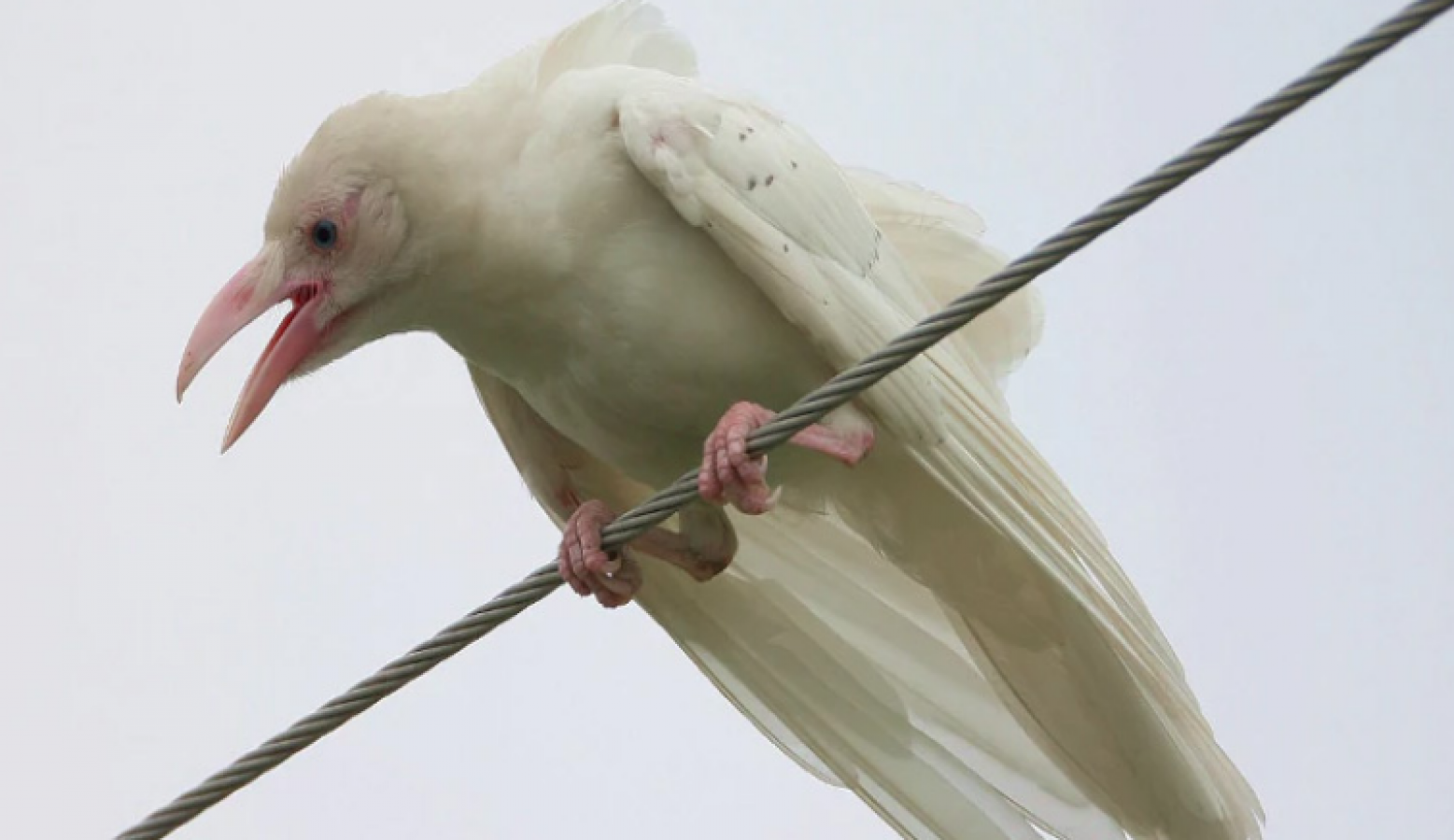 Top 999+ white crow images – Amazing Collection white crow images Full 4K