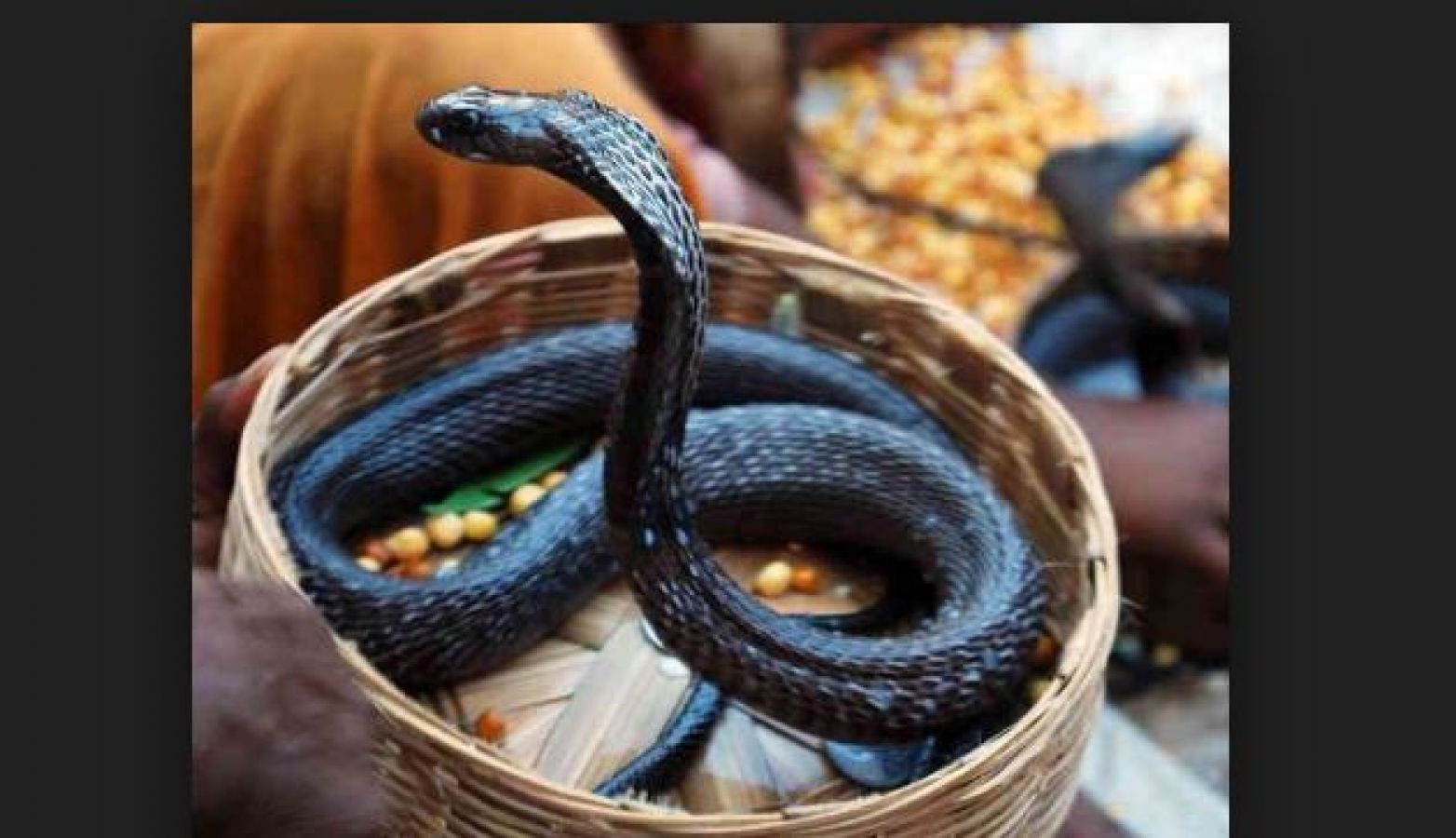 Змеи живут в индии. Священная змея. Змея в горшке. Ядовитые змеи Индии.