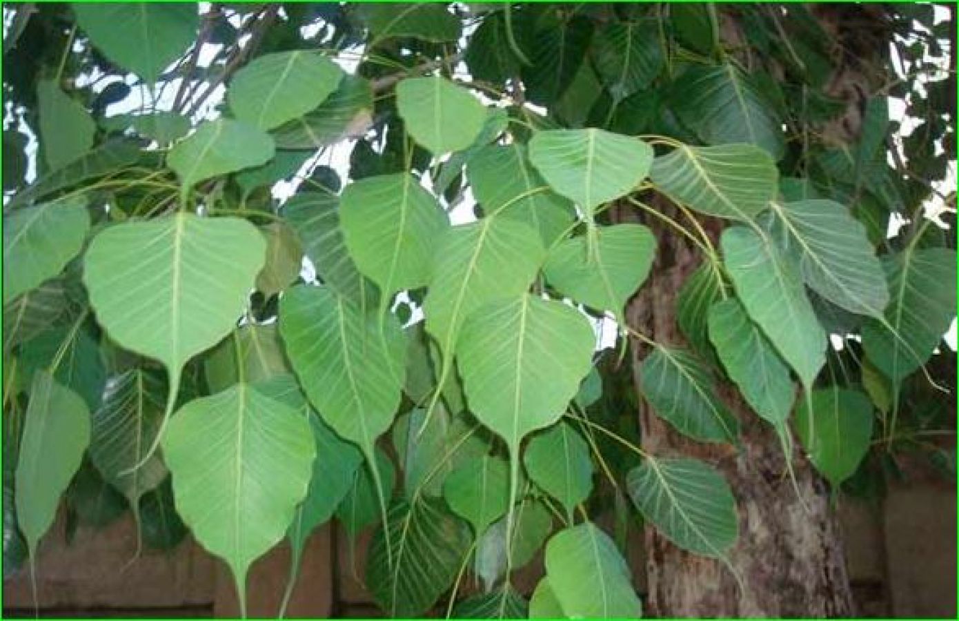 Peepal Tree has many benefits, it also brings mental peace | NewsTrack  English 1