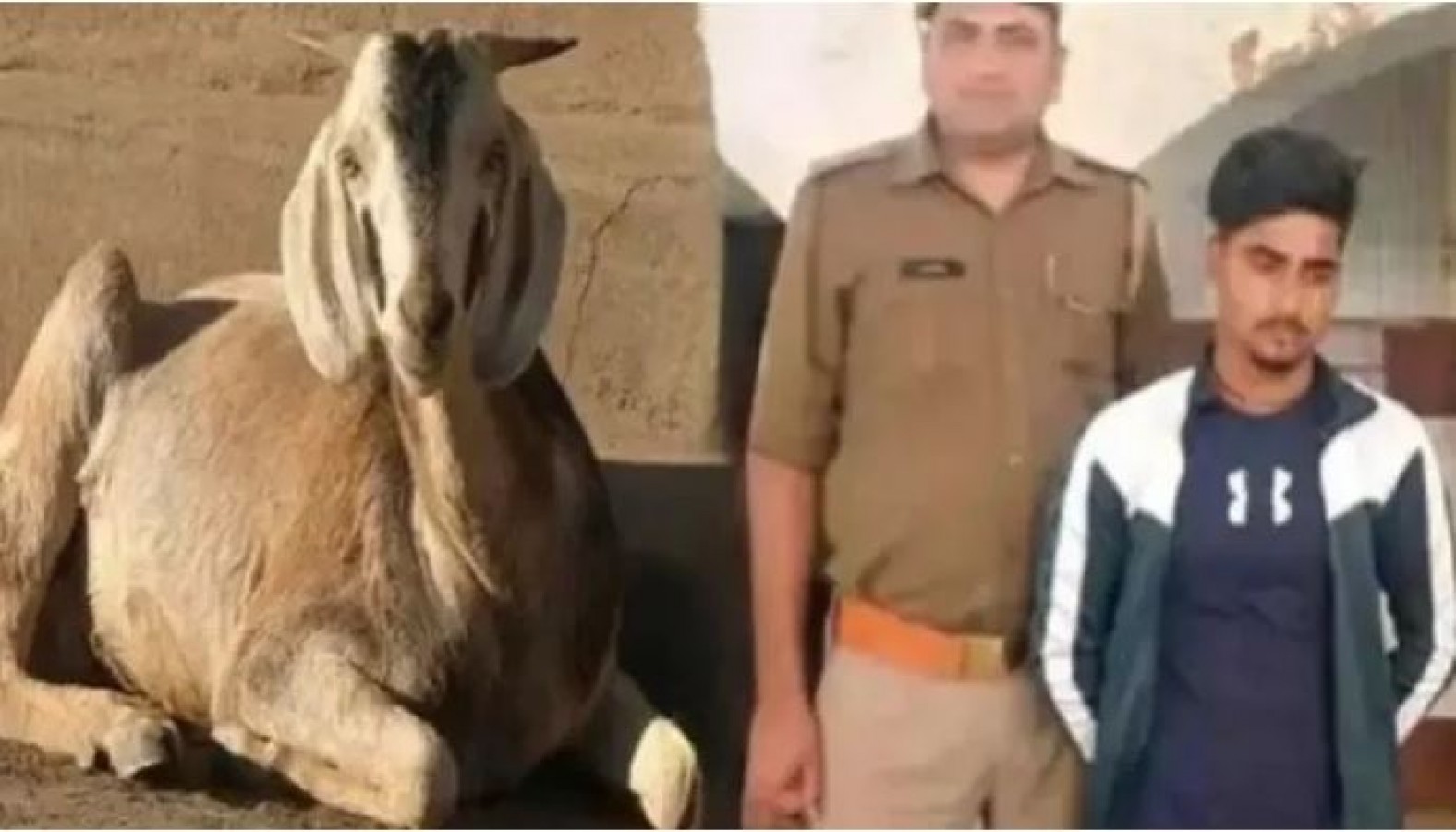 Wasim was raping the goat, arrested by UP Police | NewsTrack English 1