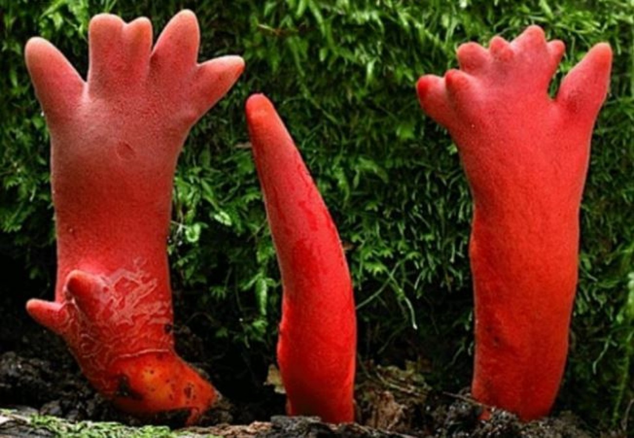 Красный самый опасный. Гриб Podostroma Cornu-Damae. Необычные грибы. Странные грибы. Самое ядовитое растение на земле.