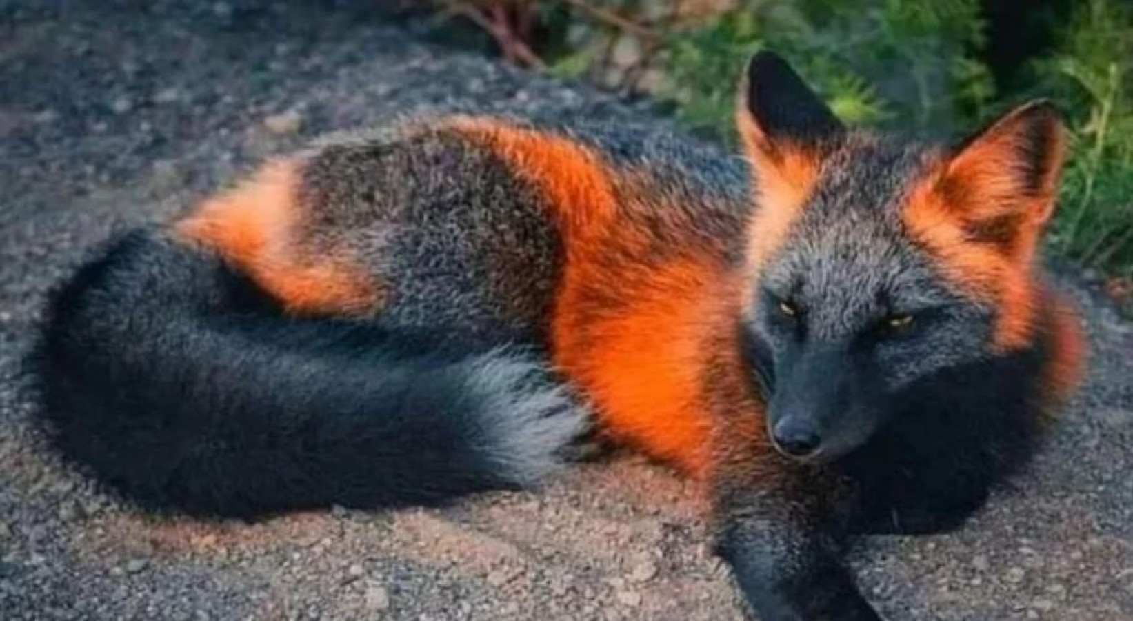 Orange fox