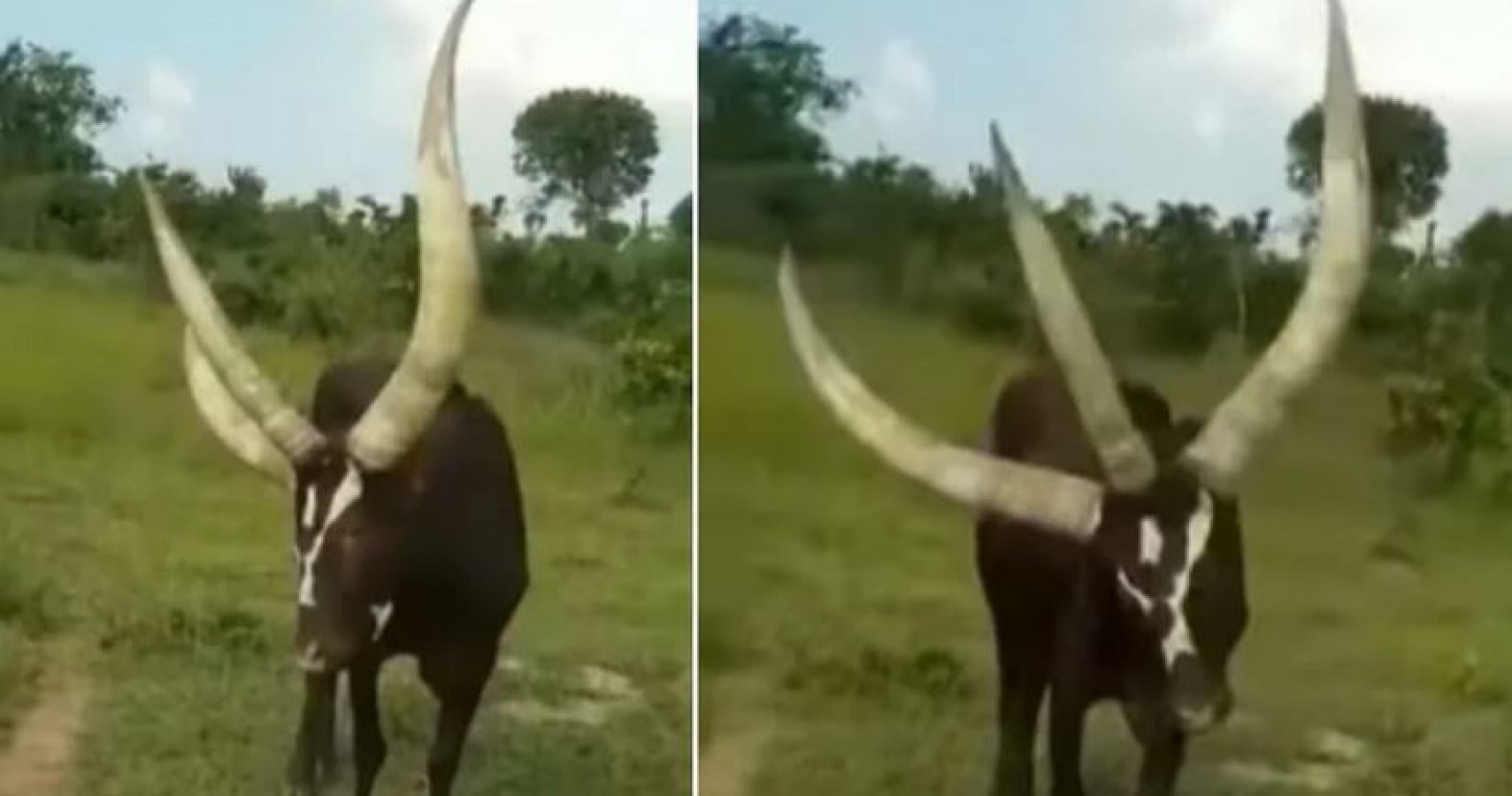 3 horned bull goes viral, people shocked to see video | NewsTrack English 1