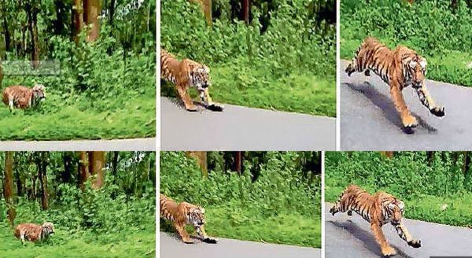 Tiger chase down bikers in Wayanad, Kerala | NewsTrack English 1
