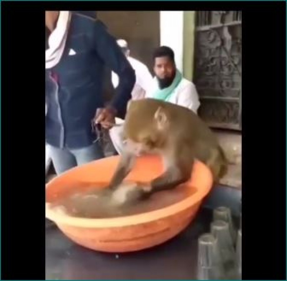 Monkey seen washing dishes at a tea shop, watch video | NewsTrack English 1