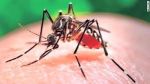 Olympic Games in Rio de Janeiro should delay due to Zika virus