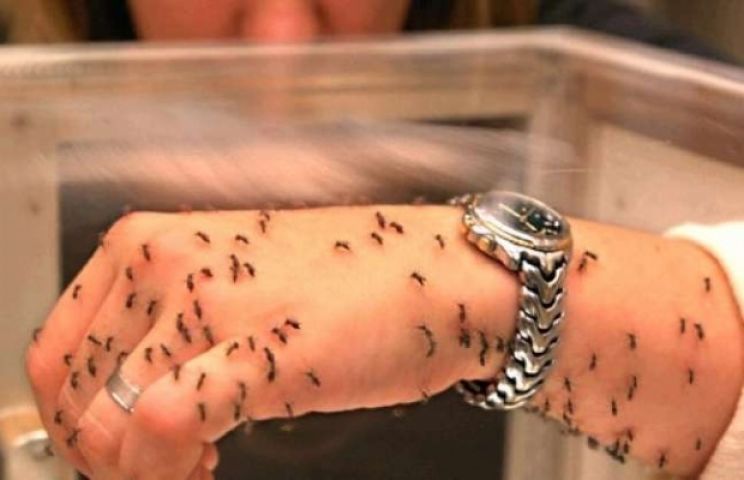 Dengue kills 1, another dies of leptospirosis in 5 days