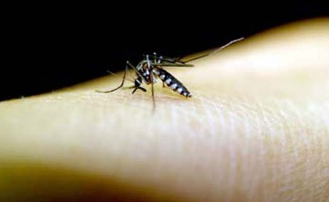 Dengue alert;cases hiking in Indore !