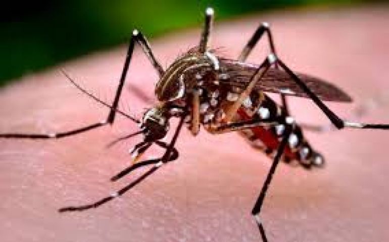 Dengue and Chikungunya hit Delhi hard !