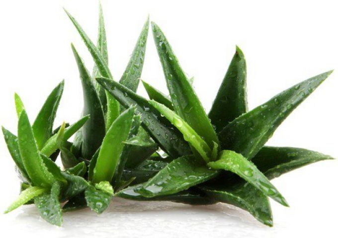 Here's What 'Aloe Vera' Can Do For You!