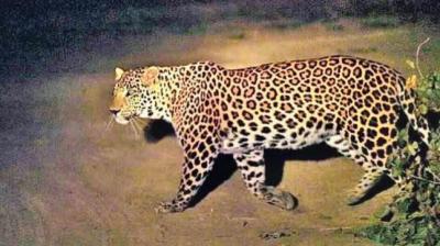 Woman fights off a leopard to save her toddler