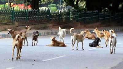मुजफ्फरनगर: आवारा कुत्तों के झुंड ने बेरहमी से नोच डाला 6 वर्षीय मासूम