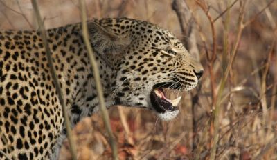 Woman and children suffered from injuries as Leopard attack