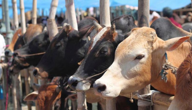3 Muslims arrested in police encounter for smuggling cows