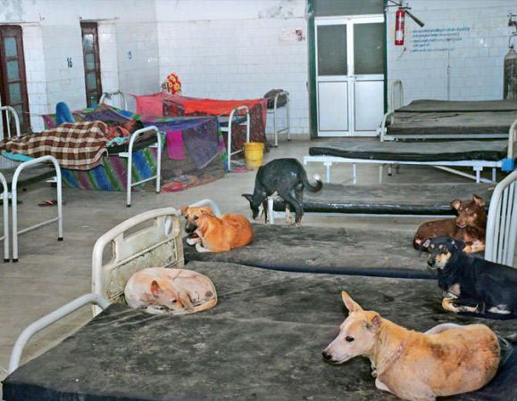 बिहार के अस्पतालों में कुत्तों का राज