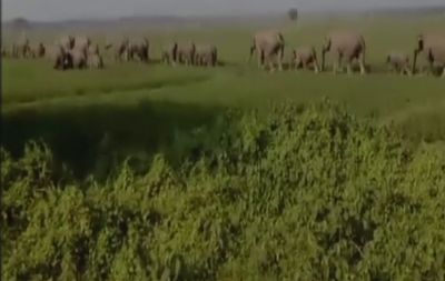 100 हाथियों के झुण्ड का आतंक