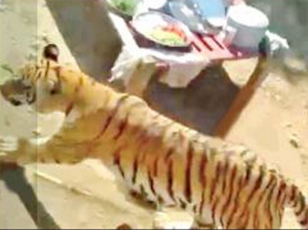 बाघ घुसा शादी समारोह में, नागपुर में महिला पर हमला