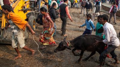 4 People were held for transporting buffalo for slaughter