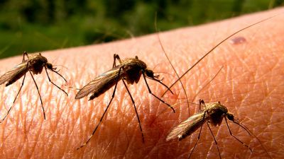 मच्छरों को खत्म करेगी टेक्नोलॉजी से आँध्रप्रदेश सरकार