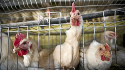 चिकन व्यापारी की धमकी, यदि मुर्गियों को हाथ लगाया तो जान से मार दूंगा