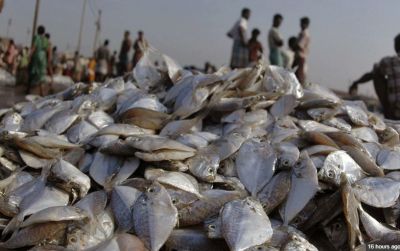 गोवा सरकार ने लगाई मछली आयात पर 6 महीने की रोक
