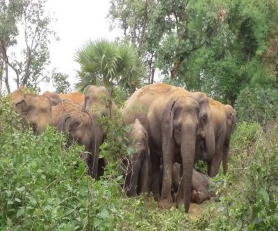 झारखंड के हजारीबाग में हाथियों ने कुचला तीन लोगों को