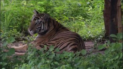ओडिशा के जंगल में मृत मिला बाघ, वन विभाग हुआ हैरान