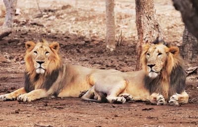 गुजरात: गिर में कुत्तों के कारण जा रही शेरों की जान, अब तक 21 शेरों की मौत