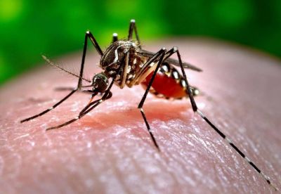 RVF! Next epidemic can spread from mosquitoes, know what are its symptoms
