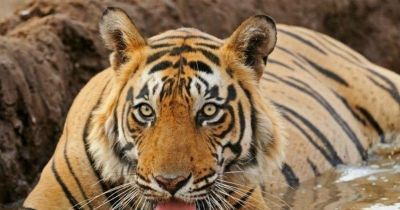 बाघों की तीन और उप प्रजातियाँ हुई विलुप्त