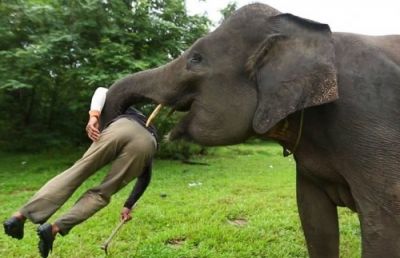 जिम्बॉब्वे नेशनल पार्क घूमने आये पर्यटक को हाथियों ने पहुँचाया मौत के घाट