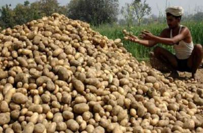 After onion, prices of potato on rise