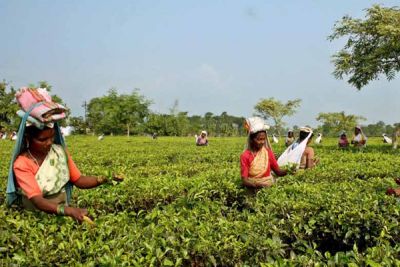 चाय उत्पादन में 8  फीसदी की गिरावट