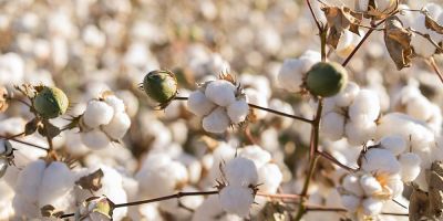 India may import double cotton this year as compared to last year