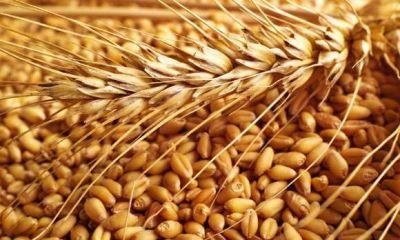 In the current season, Government procurement recorded  337 lakh tonnes of wheat