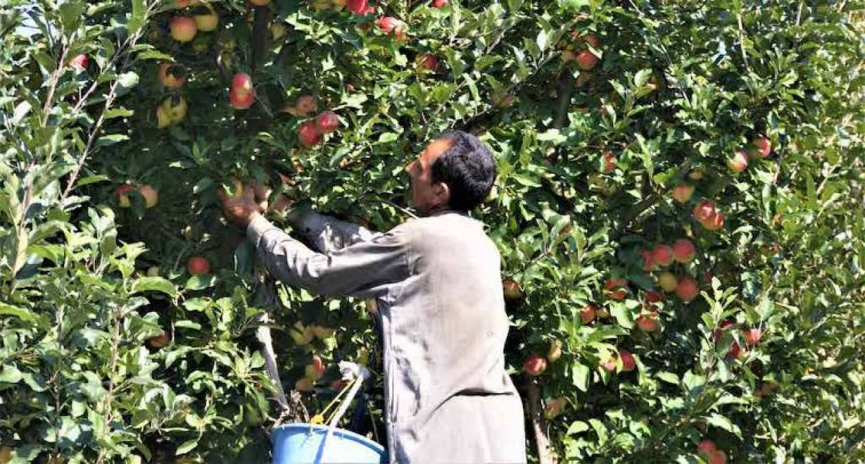 Kashmir: Restrictions in valley affects apple and walnut export