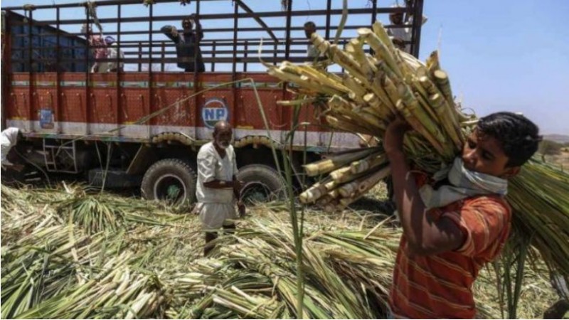 Centre Approves Highest-Ever FRP for Sugarcane Farmers