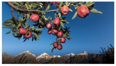 Budget 2023: Apple growers of Himachal feel bitter taste on Budget