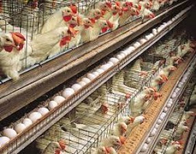 Poultry Farming: If you are rearing poultry then pay special attention to these things