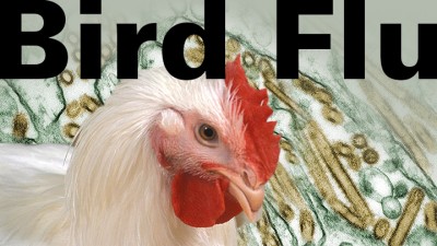 CRISIL Ratings: Bird flu likely to dampen January sales