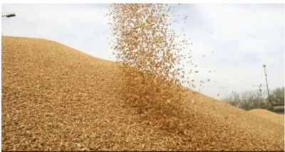 MSP crops: Rajasthan govt buys 10.5 La-Tonne wheat at MSP in various mandis