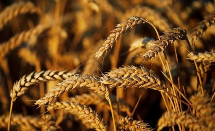 Export policy Amendment: Govt bans wheat export with immediate effect
