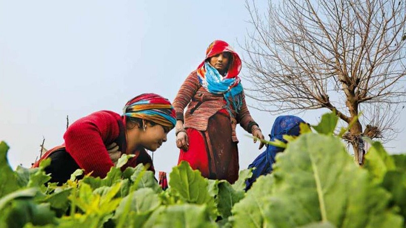 श्रम मंत्रालय ने कृषि, ग्रामीण श्रमिकों के लिए खुदरा मुद्रास्फीति की घोषणा की