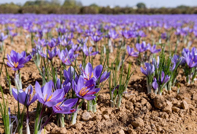 Indian Saffron carpet to cover the Northeast region soon