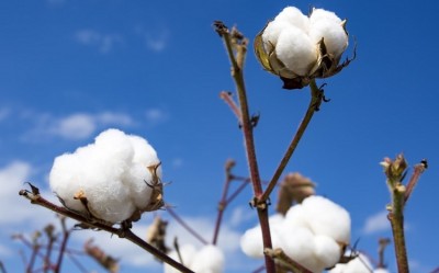 Union Cabinet approves Rs 17,409 cr price-support for Cotton Corporation of India