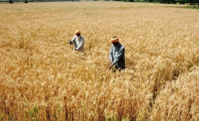 India may harvest over 112 MT of wheat: IIWBR